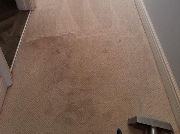 A carpet in the process of being professionally cleaned.