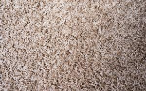 What's Trapped in Your Carpet?
