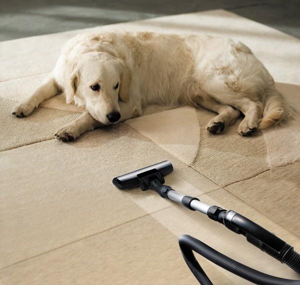 A steam carpet cleaner on a partially cleaned floor beside a dog which can cause pet dander, carpet stains, and pet urine odor that need to be professionally treated.